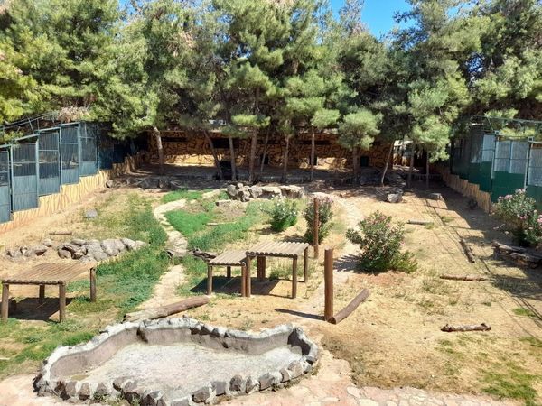 Son Dakika: Video Haber...Gaziantep Hayvanat Bahçesinde Dehşet!2 Aslan Kafesten Kaçtı. Kaçan Aslan Bakıcısını Parçaladı